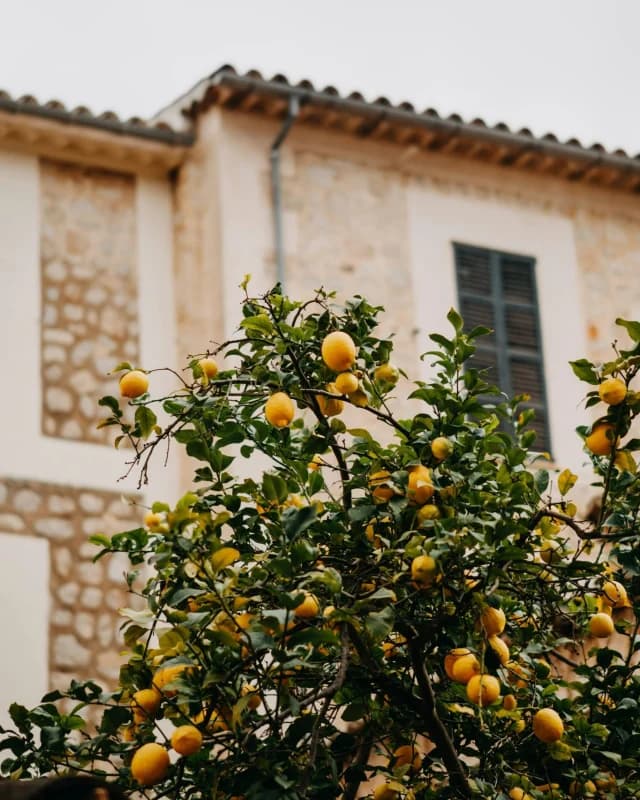 Descubre el Alma de Sóller: Naturaleza Mediterránea y Encanto Mallorquín en Cada Rincón